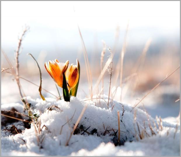 ВЕСНА БУЯНИТ