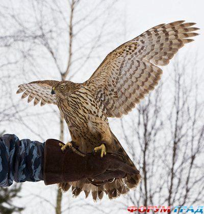 Хочу Год Ястреба!