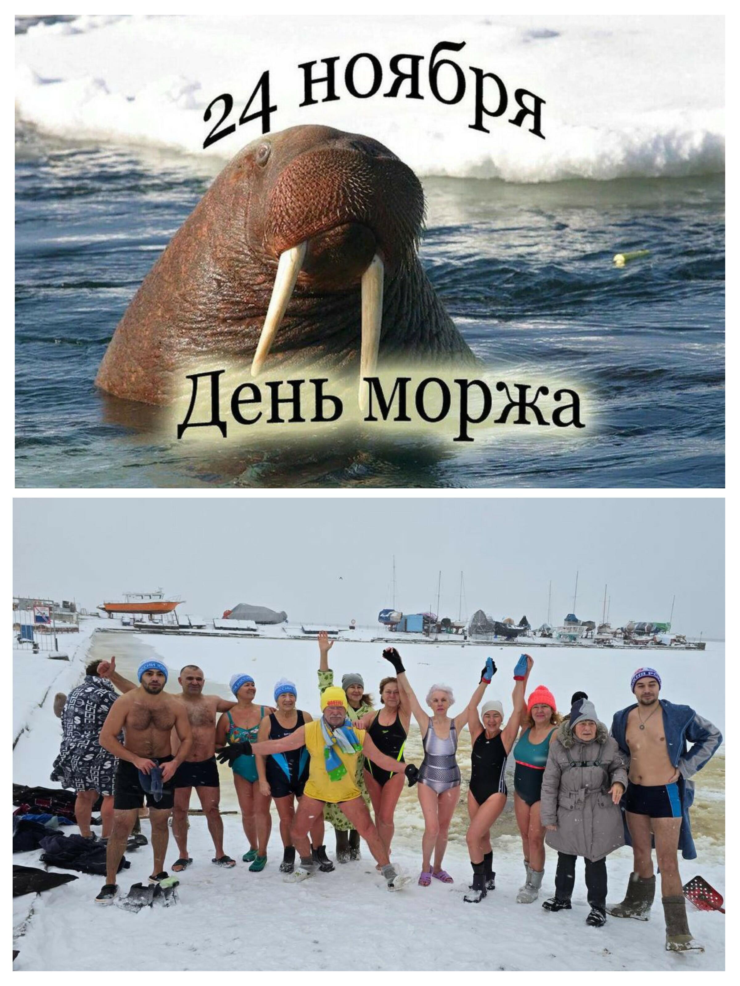 24 ноября. День моржа (вэшки в календаре)