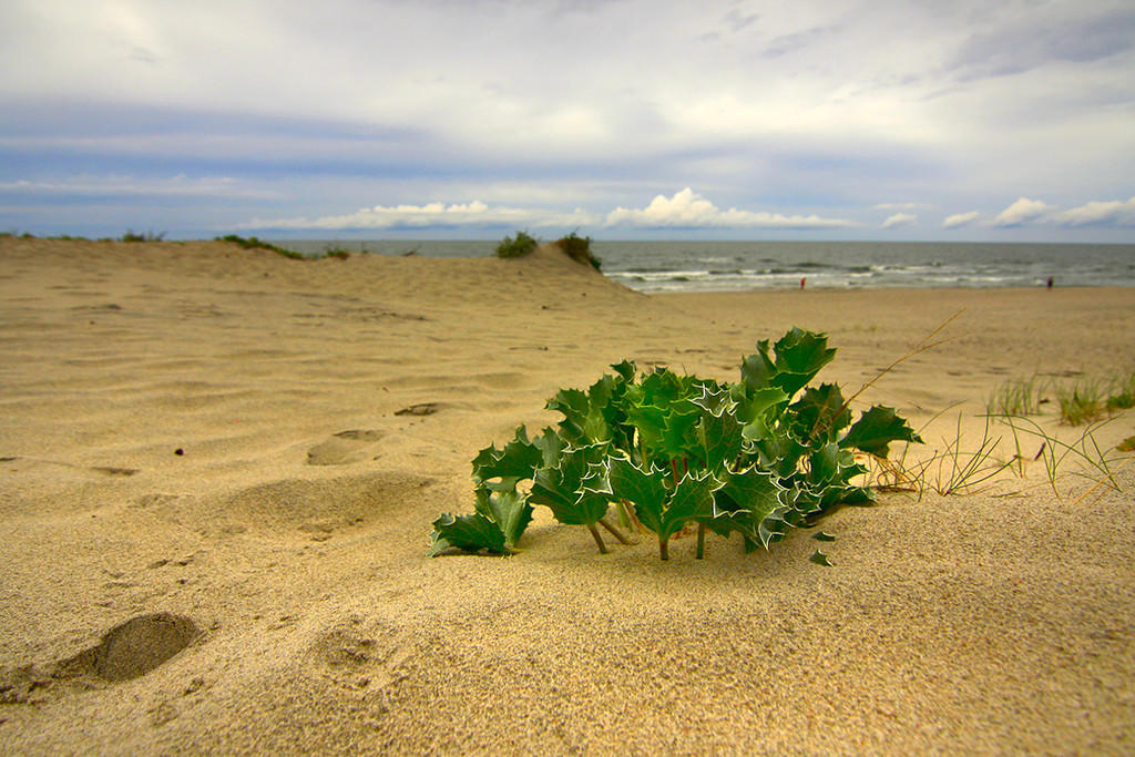 Песочный холмик дюны как могилка: