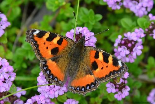 Чувство радости