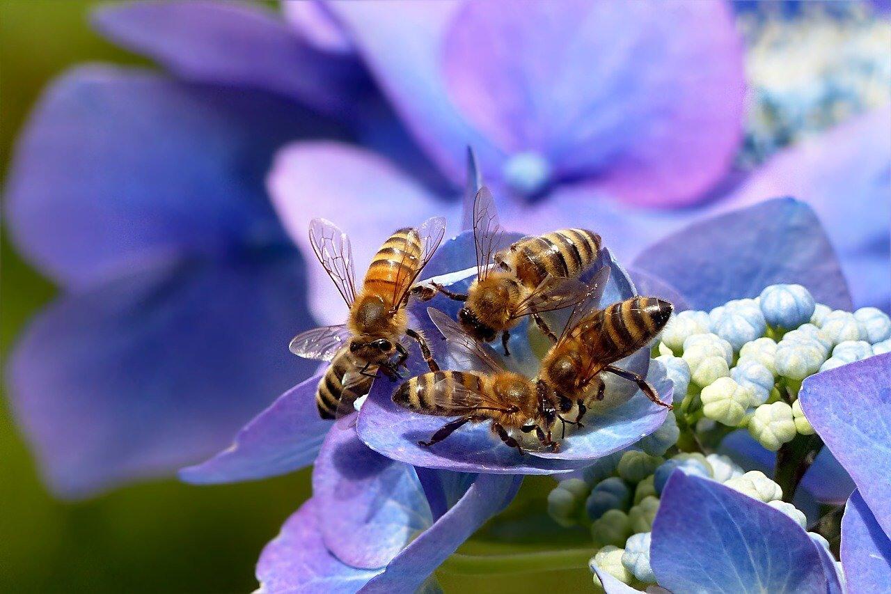 Закончили пчёлы трудиться