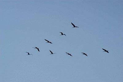 О, ЭТОТ ТИХИЙ, СКОРБНЫЙ СТОН!..