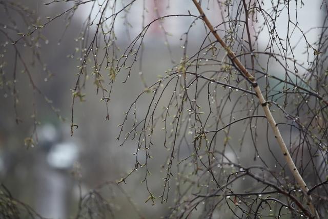 К нам примчится весна