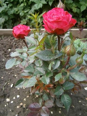 Поздравление