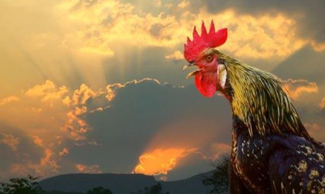 Ночь отпели петухи на рассвете....