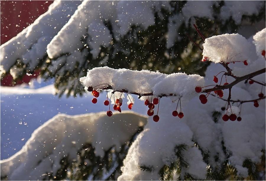 ПРАЗДНИК У ДЕДА МОРОЗА.