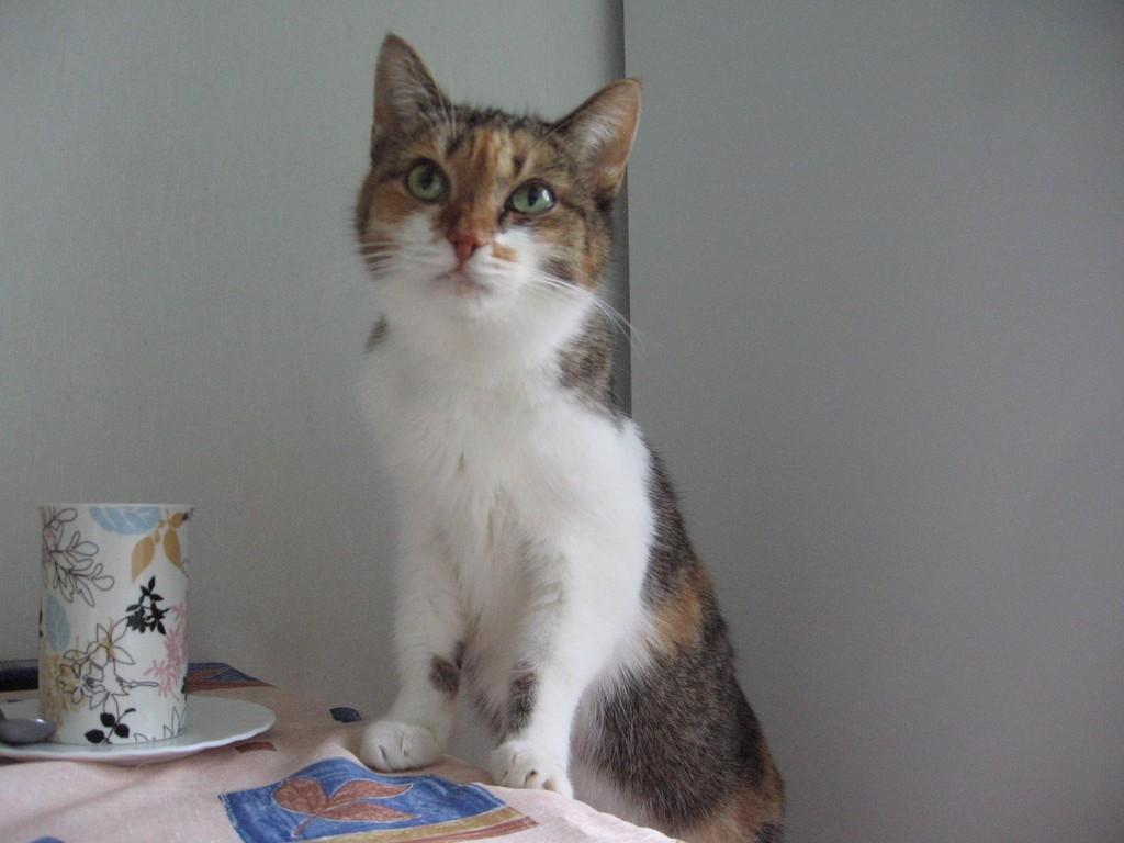 Брошенный... котёнок в городе