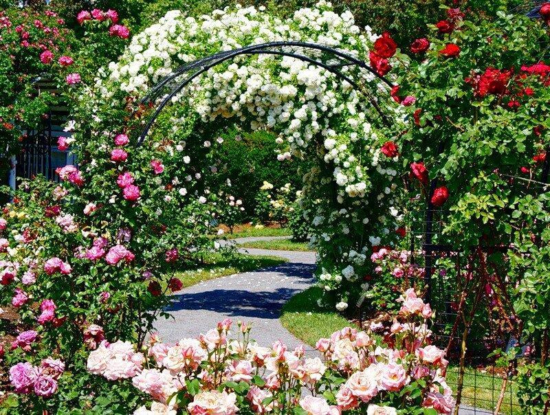 Бал цветов... Диалог с Владимиром Кулаевым