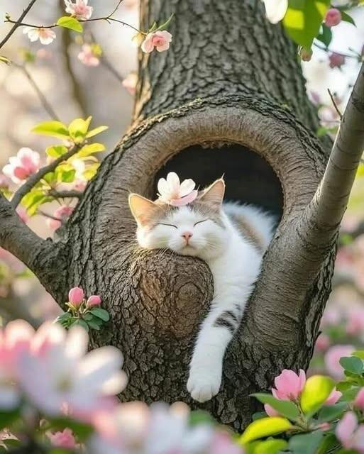 Кошка весной