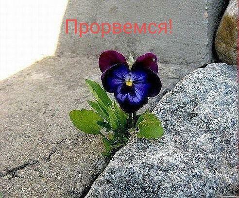 Переливом фраз от 20. 02. 2015