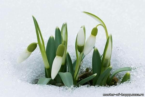 Улыбка весны. Хокку