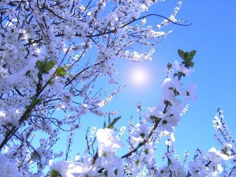 Сном или явью, иль образом