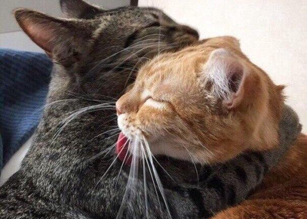 Звёздная ночь