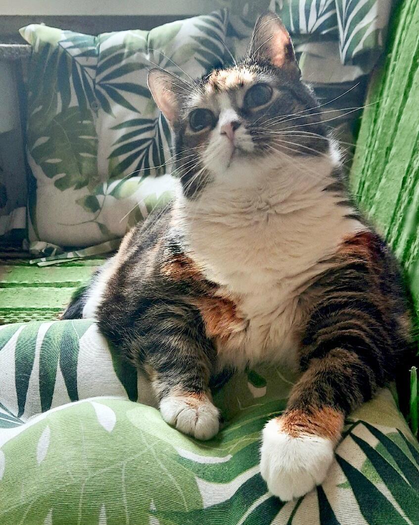 Моей трёхцветной дарлинг