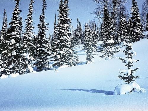 КОЛДОВАЛА ЗИМУШКА (акро)