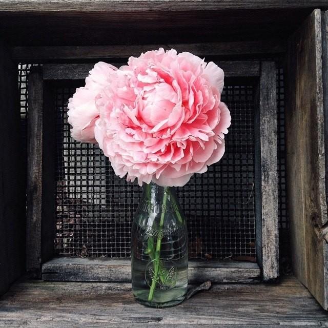 Цветок-дитя