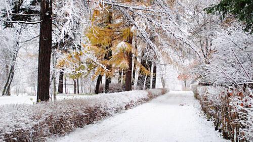 Золотая сабелька