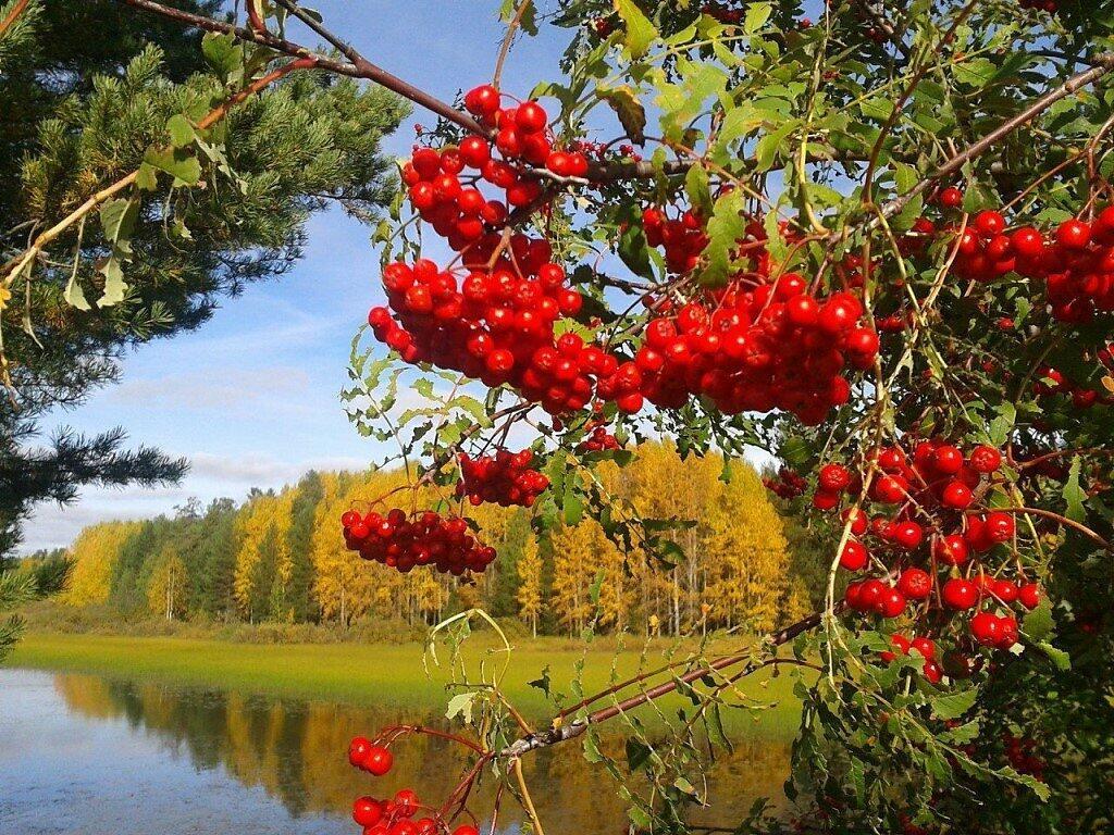 КОРОТКИ  СРОКИ  ЖЕЛАННОГО  ЛЕТА