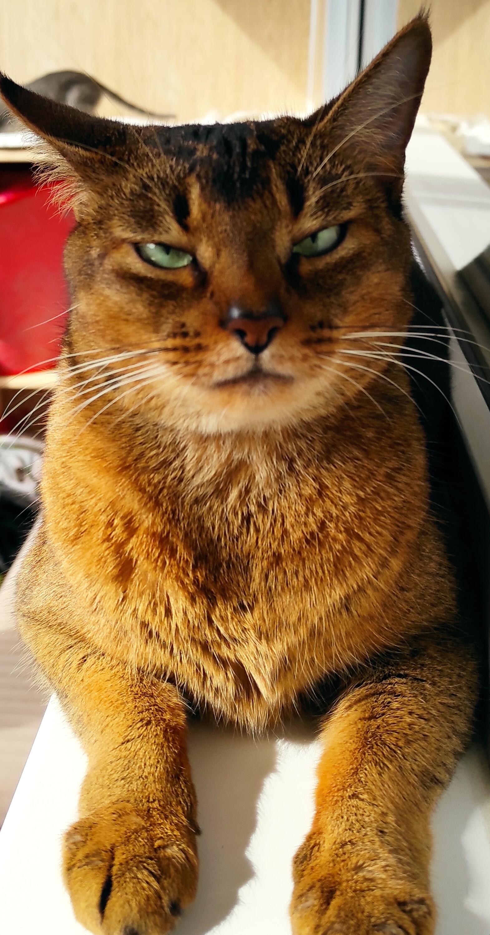 В общем я гостей люблю... 