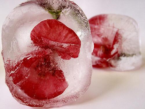 Упал лепесток хрупкой розы на стол...