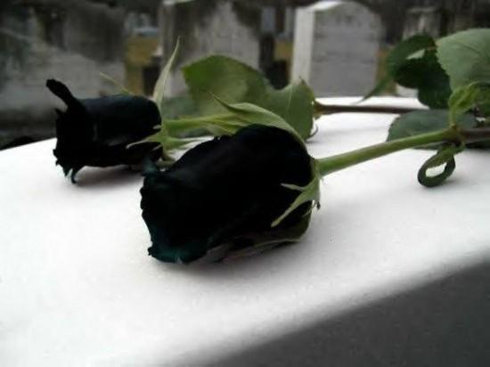 Чёрная роза...