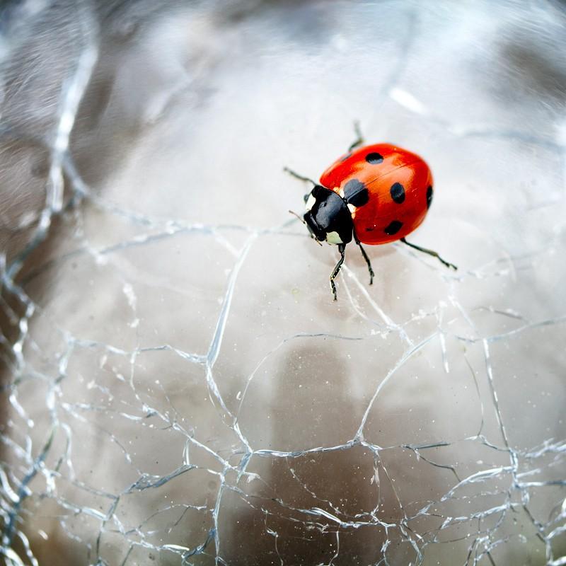 Божья тварь