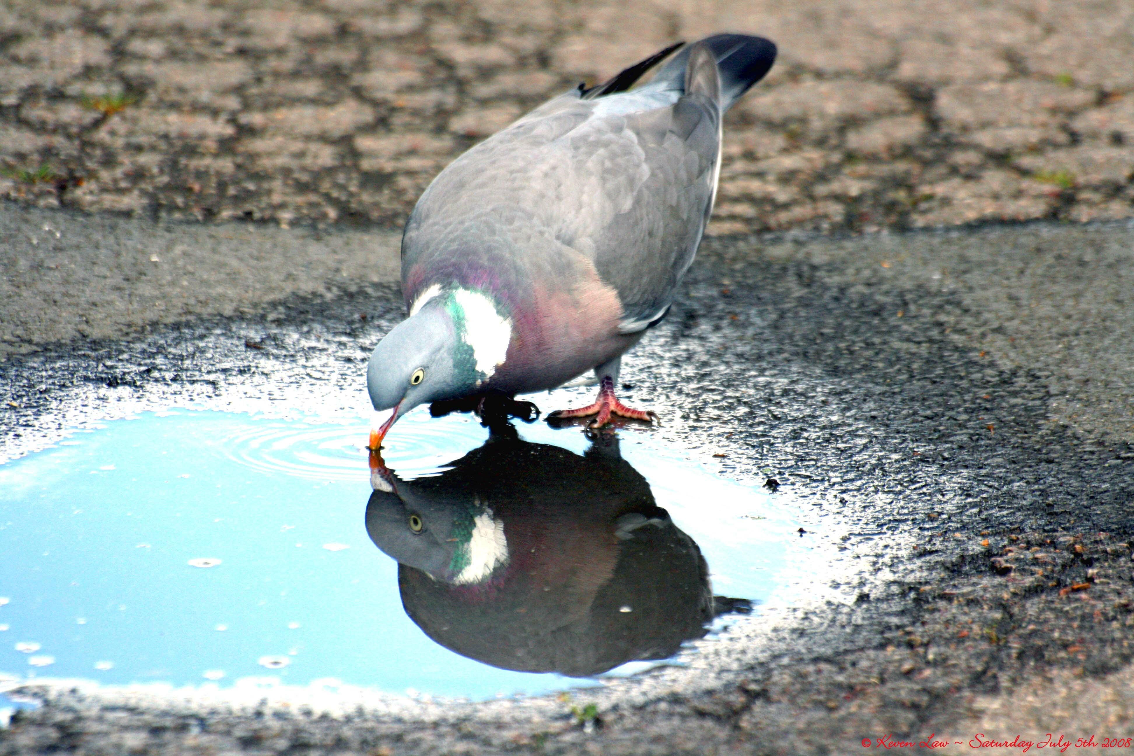    ОТРАЖЕНИЕ  В  ЛУЖЕ - ( а к р о )