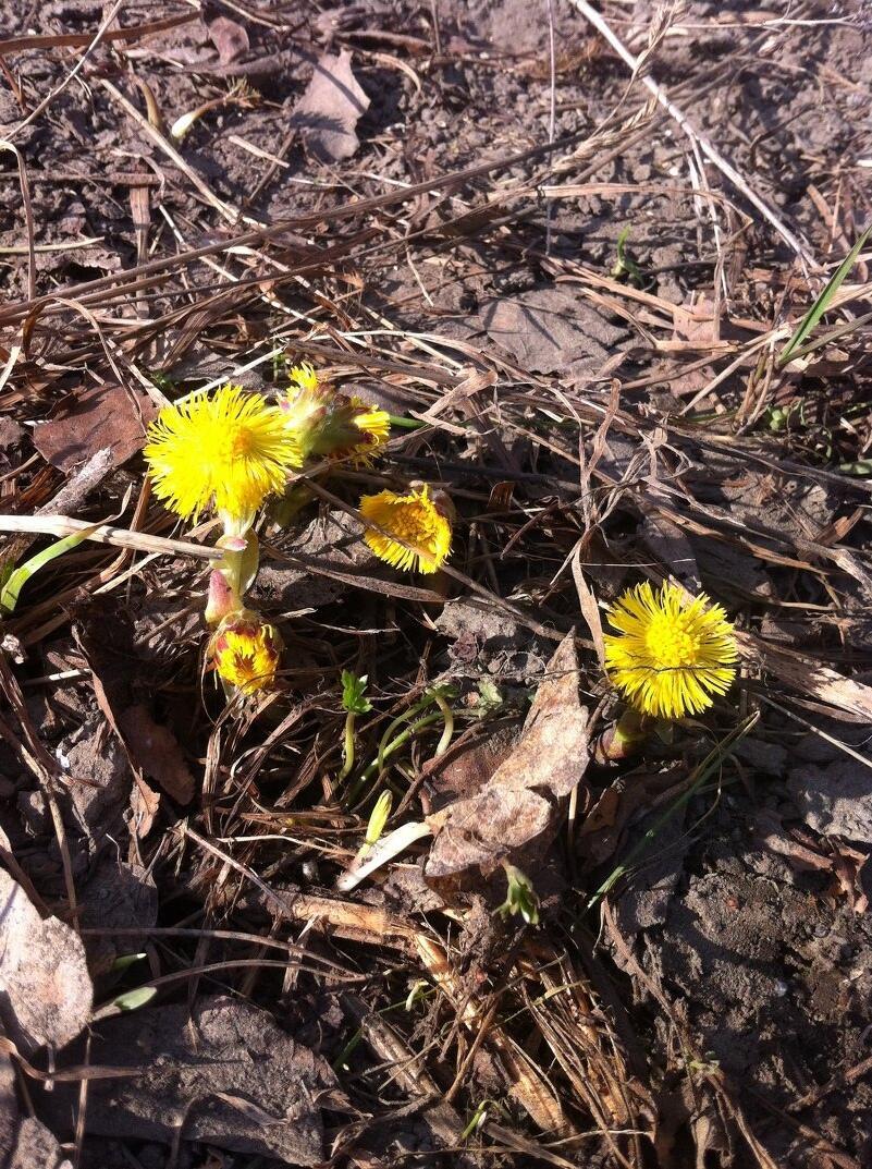 РАСТЕТ РОСТОК - СТИХОТВОРЕНЬЕ...