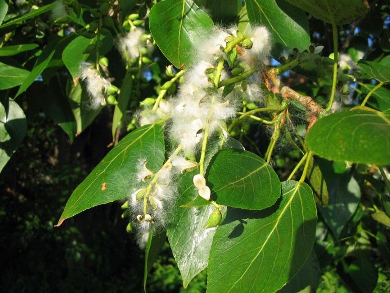 Атласные листочки тополей