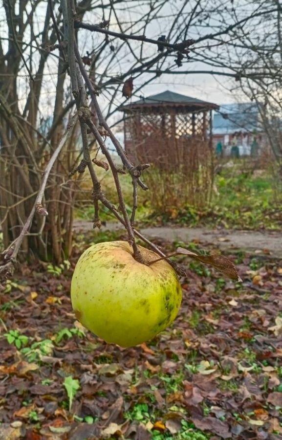 Последнее яблоко в саду