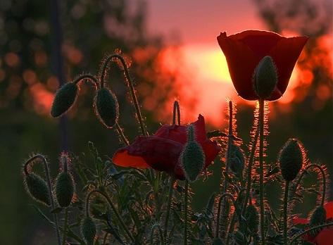 Красный цвет всегда тревожит