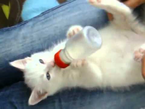 А КОТОМ ТО БЫТЬ ХОРОШО