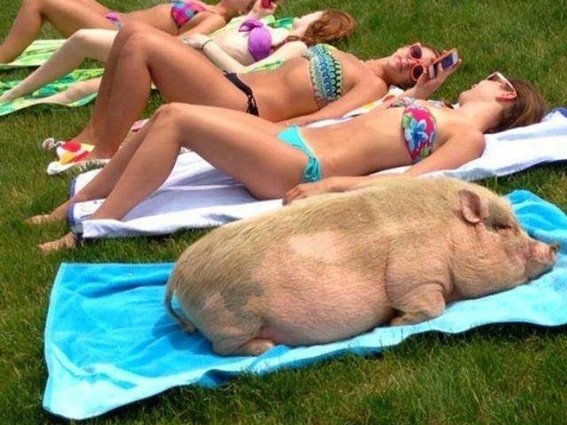 Смешные свинки видео. Свинья в купальнике. Смешные свиньи. Свинка на пляже.
