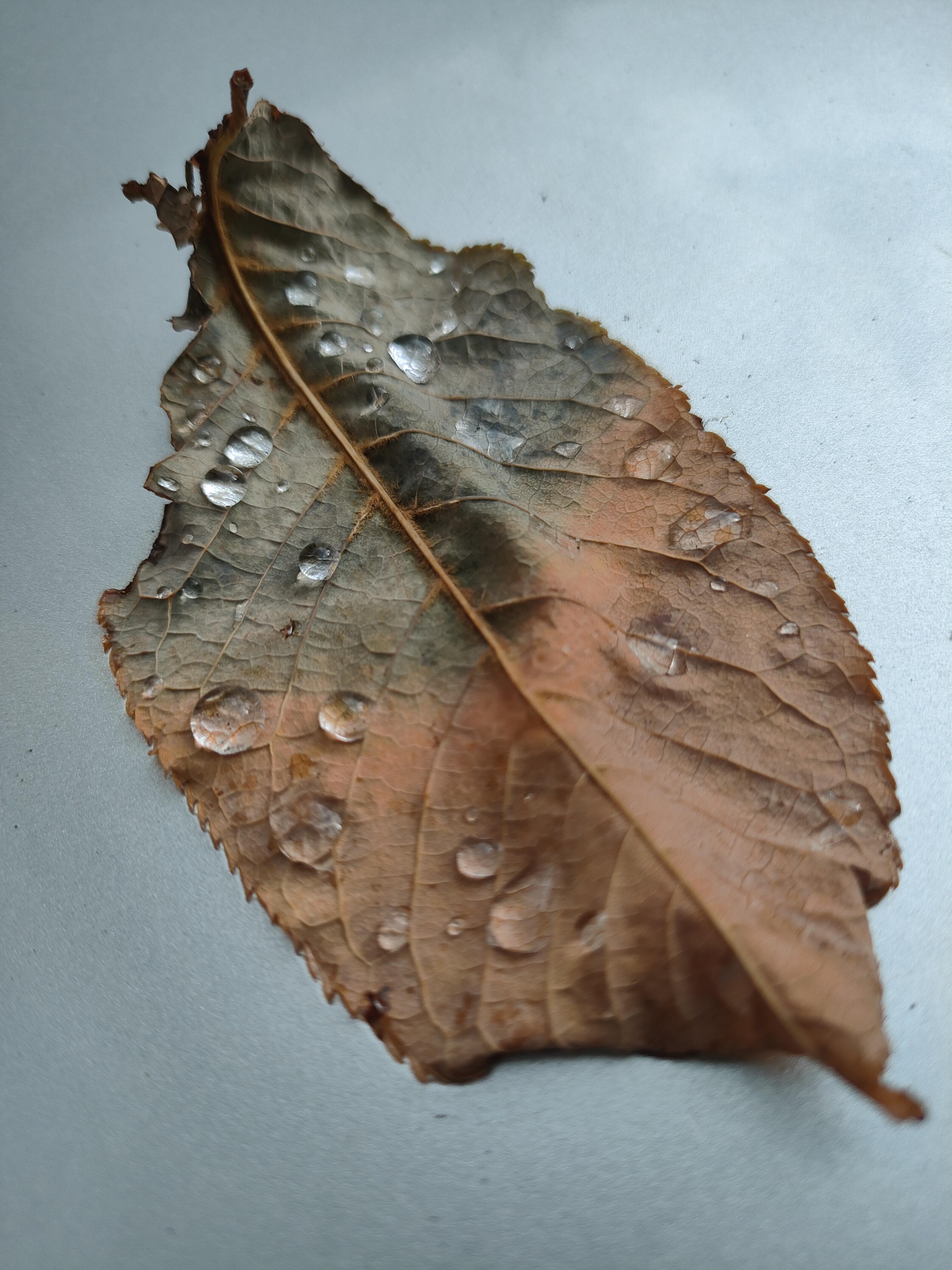 Осень, осень...