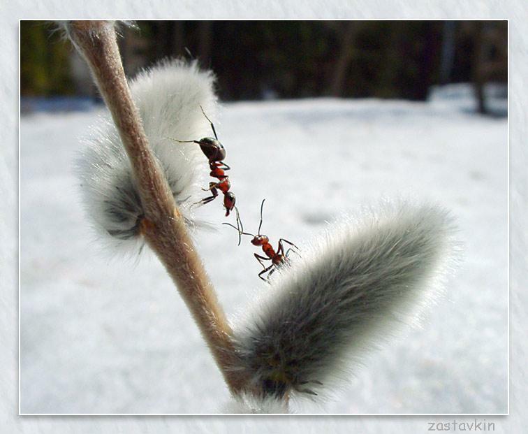 М У Р А В Е Й