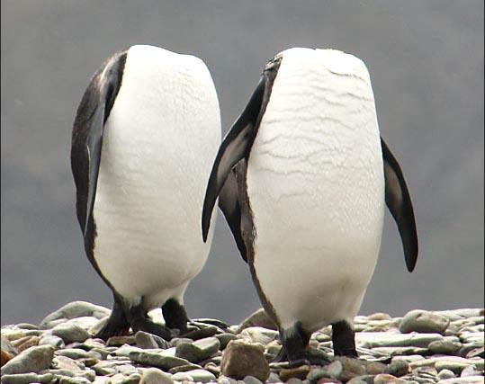 Потеряли голову от любви