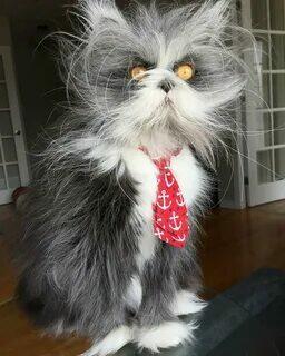 ЖЕРТВА ГЛАМУРА