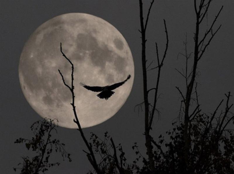 "Птица чёрная" (19.10.2014)