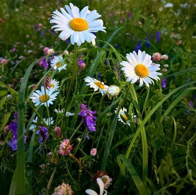 Еще одну молитву Бог услышал 