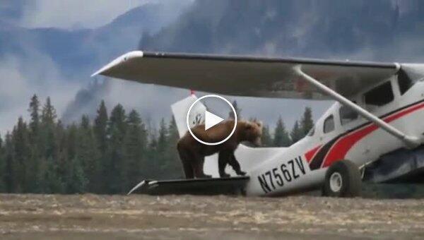 Любопытный медведь исследовал самолёт на глазах у туристов на Аляске