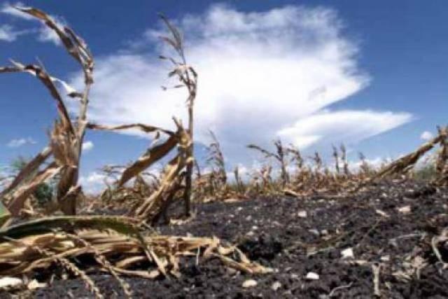 Умерший цвет