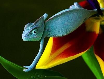 Хамелеонный день