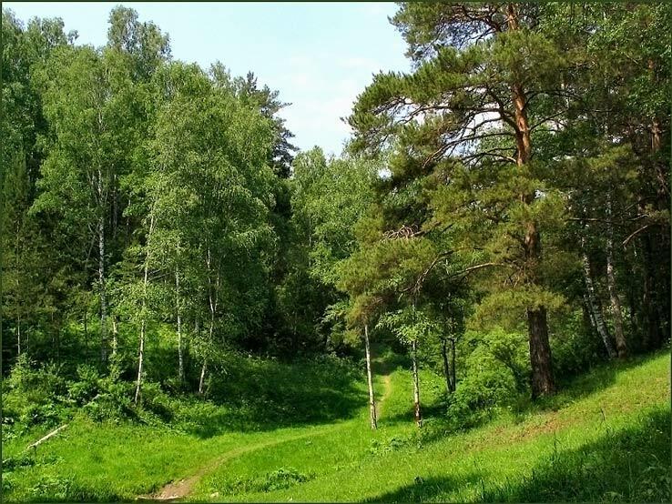 Вхожу в мой лес...