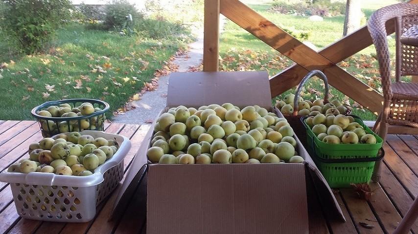 Яблочный спас.