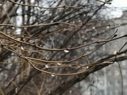 Привет, декабрьская капель!