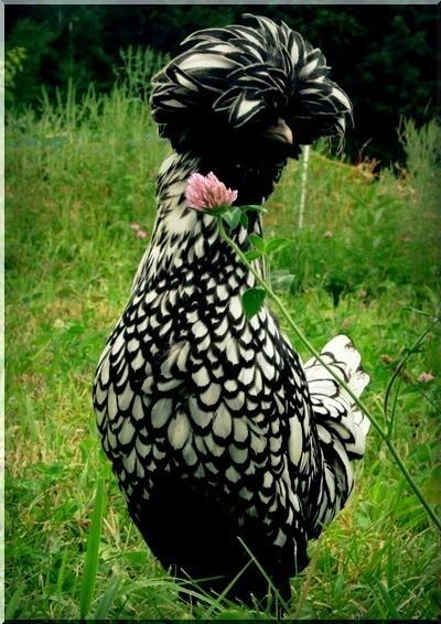 Куры и солдат