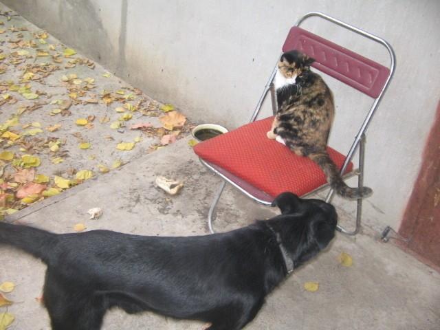 Другу коммунисту