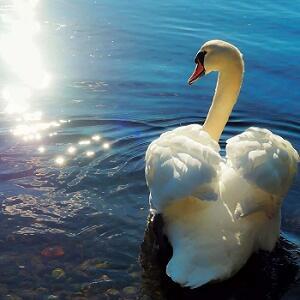 Плыву лебёдушкой