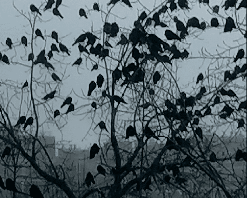 Повырубали старый сад, деревья полностью спилили